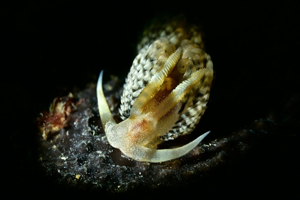 Trieste Castle Miramare - Marine Reserve of Miramare - Scubadiving and Diving