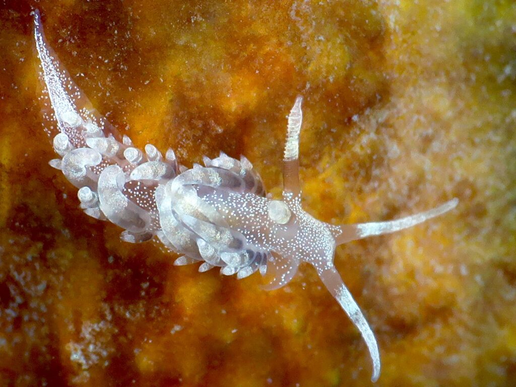 Trieste Castle Miramare - Marine Reserve of Miramare - Scubadiving and Diving