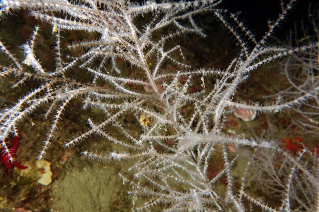 Trieste Castle Miramare - Marine Reserve of Miramare - Scubadiving and Diving