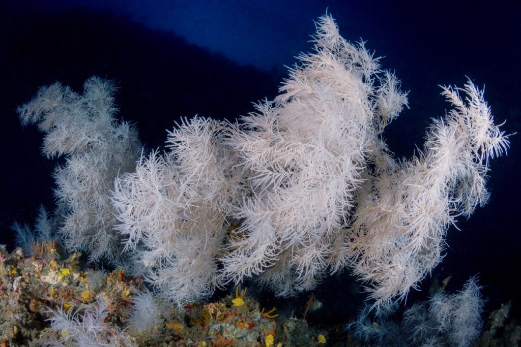 Trieste Castle Miramare - Marine Reserve of Miramare - Scubadiving and Diving