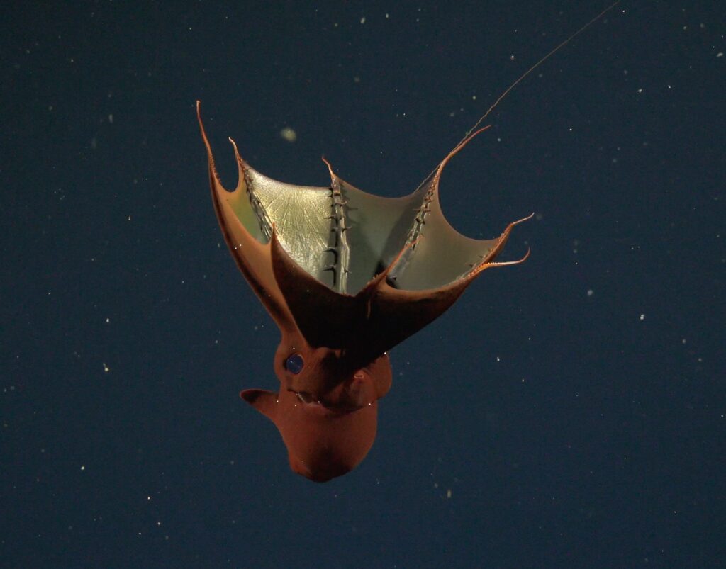 Trieste Castle Miramare - Marine Reserve of Miramare - Scubadiving and Diving