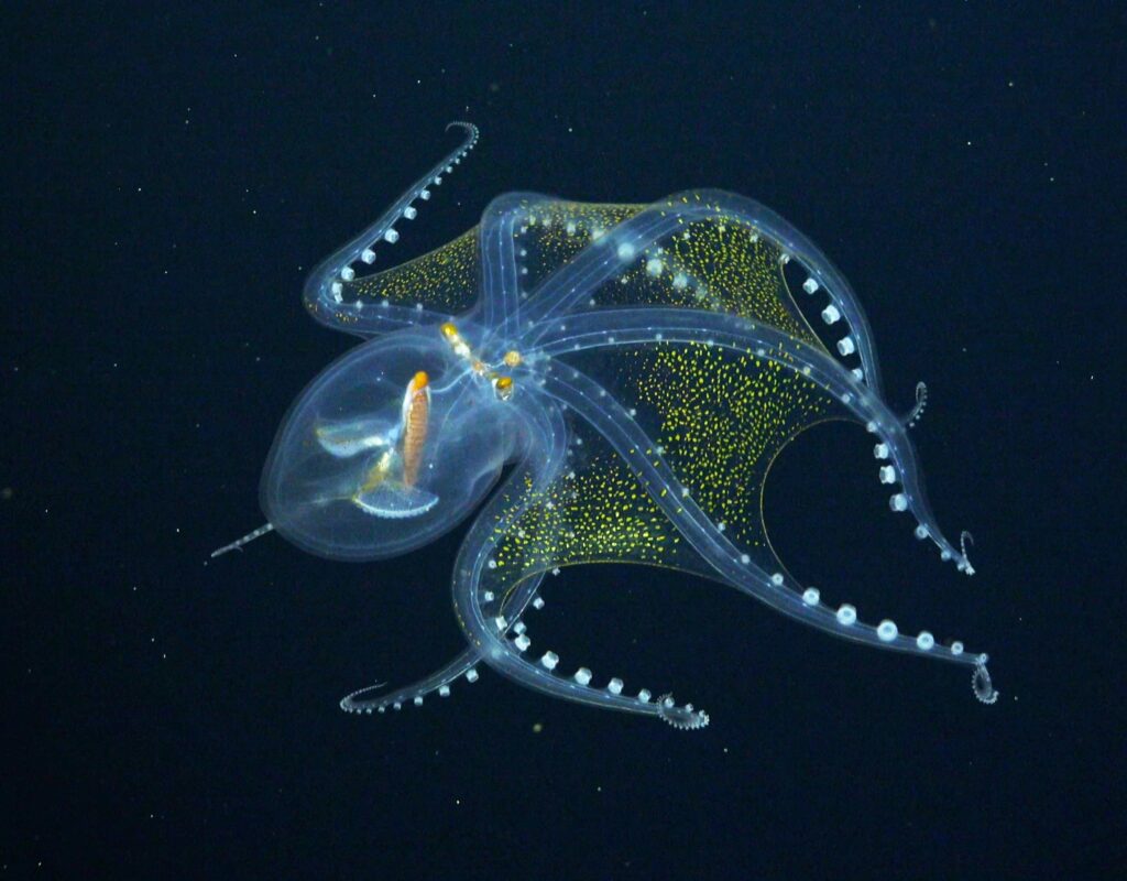 Trieste Castle Miramare - Marine Reserve of Miramare - Scubadiving and Diving