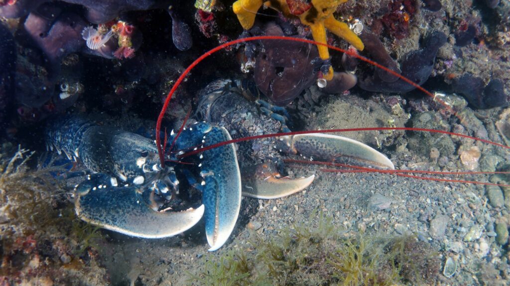 Trieste Castle Miramare - Marine Reserve of Miramare - Scubadiving and Diving