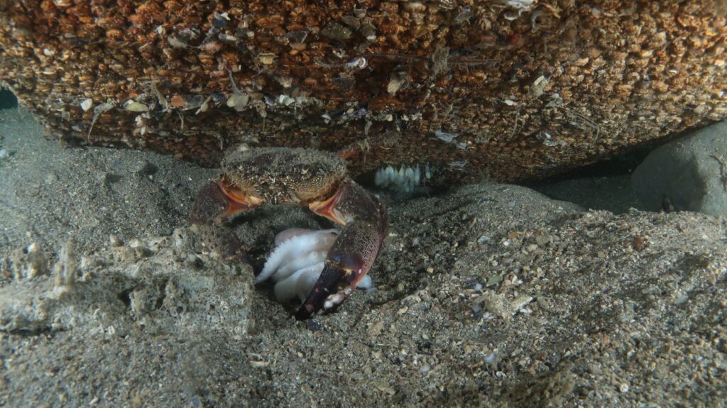 Trieste Castle Miramare - Marine Reserve of Miramare - Scubadiving and Diving