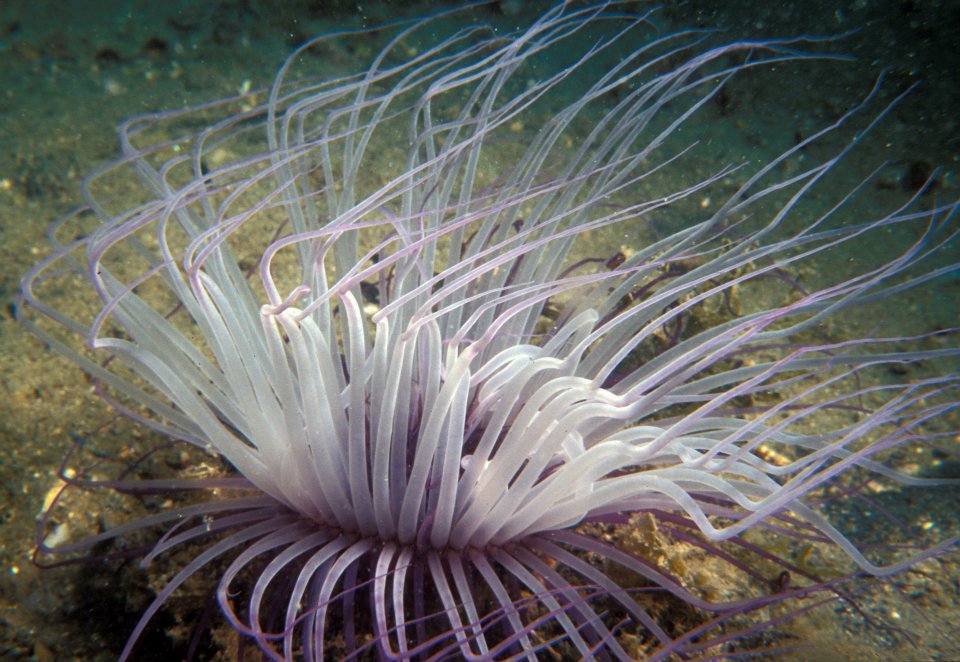 Trieste Castle Miramare - Marine Reserve of Miramare - Scubadiving and Diving