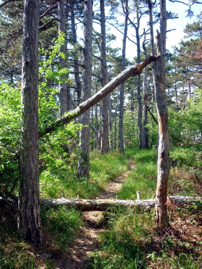 Napoleon road - Trieste, Strada Vicentina