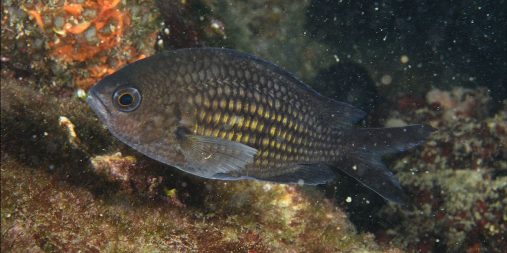 Trieste Castle Miramare - Marine Reserve of Miramare - Scubadiving and Diving