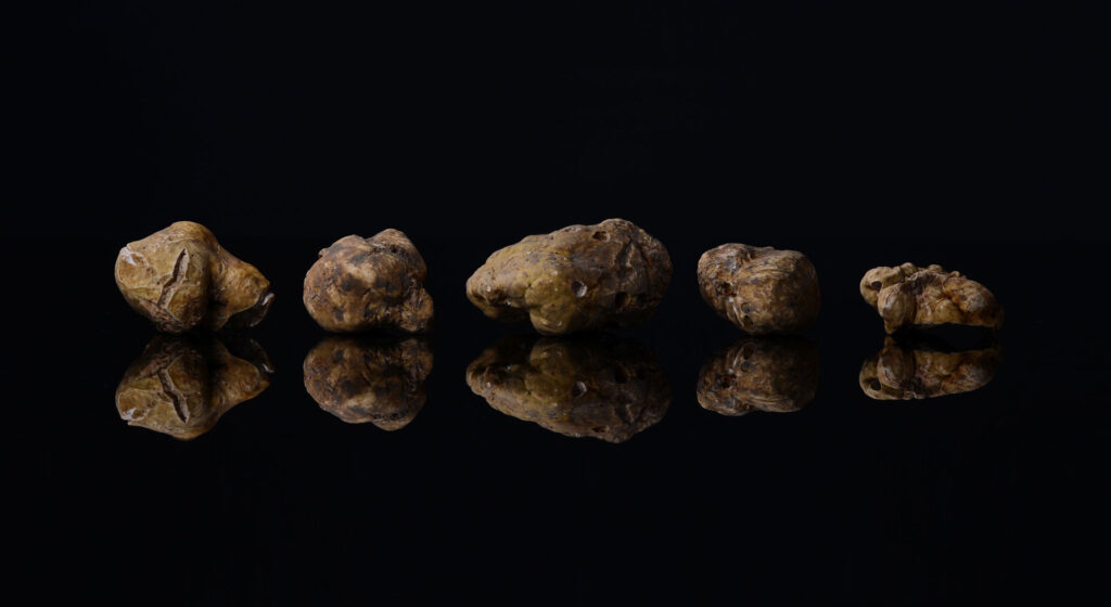 Truffle Hunting - Prodan Tartufi, Croatia