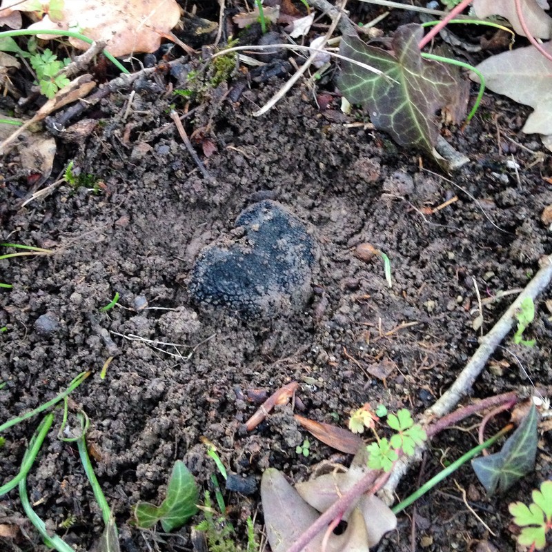 Truffle Hunting - Prodan Tartufi, Croatia