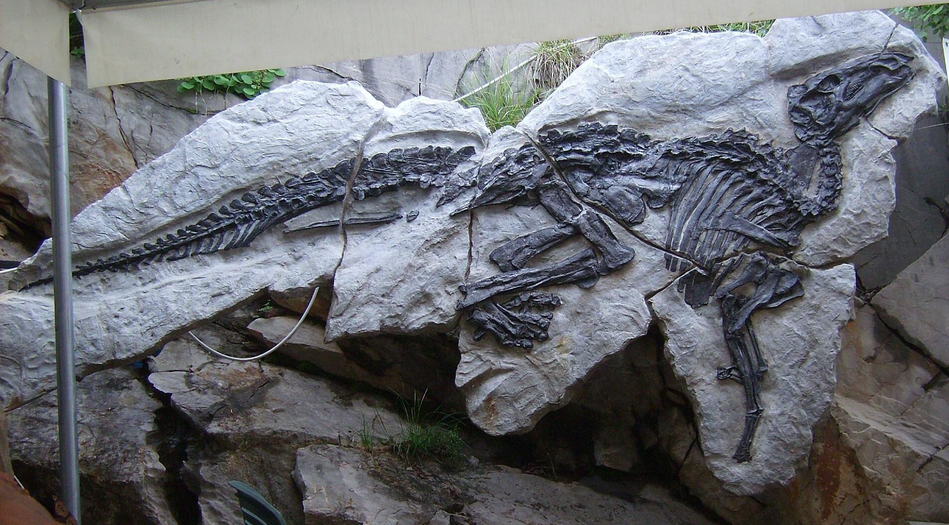 Dinosaur Antonio - Trieste, Antonio Dinosaur Paleontological Site, Località Villaggio del pescatore, Duino