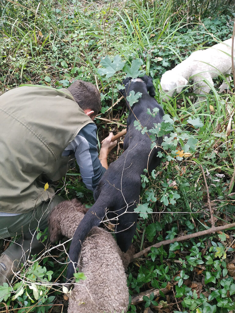 Truffle Hunting Motovun, Croatia