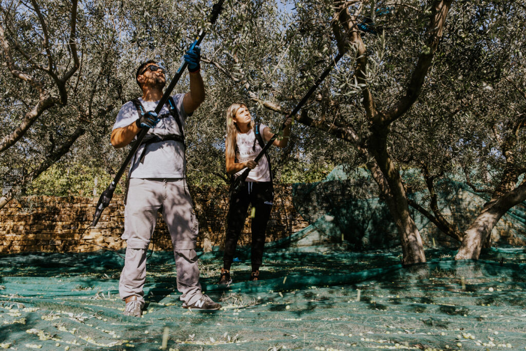 Extra virgin olive oil Morgan - Tasting and Shopping